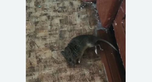 Дезинфекция от мышей в Лабинске